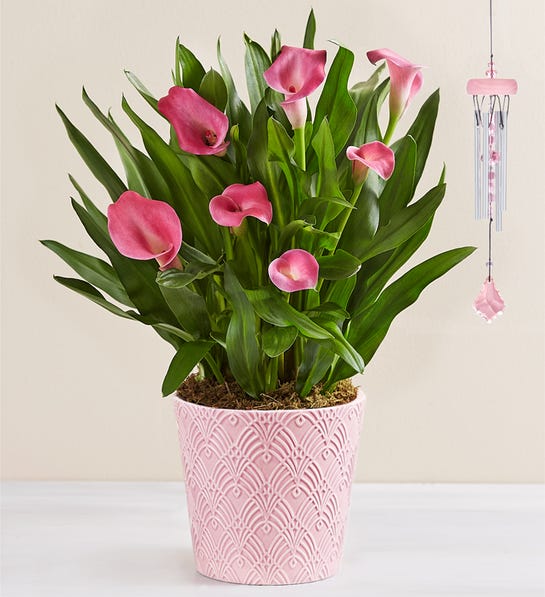 1800flowers.com | Sweet Blooms Calla Lily